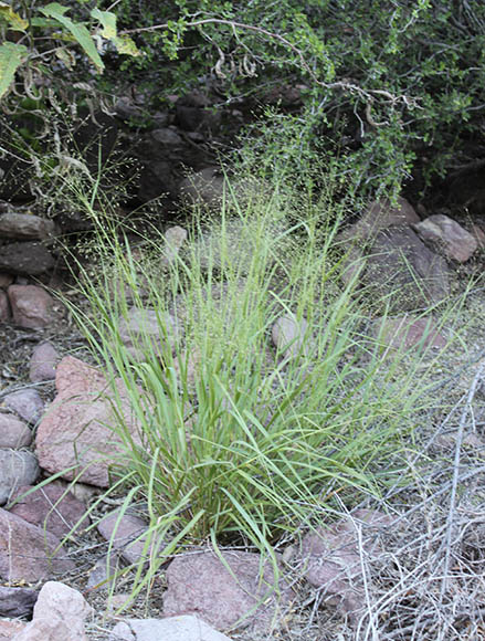  Eragrostis intermedia